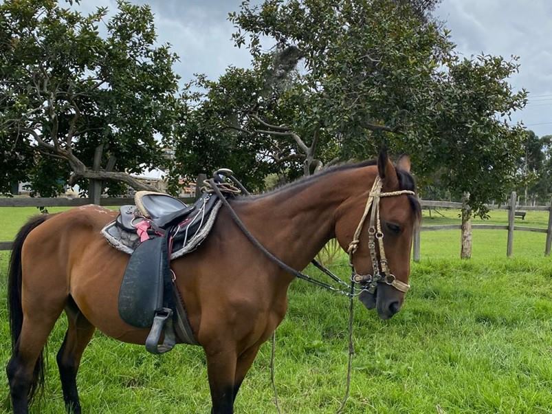 Imagen de  Caballo Festival